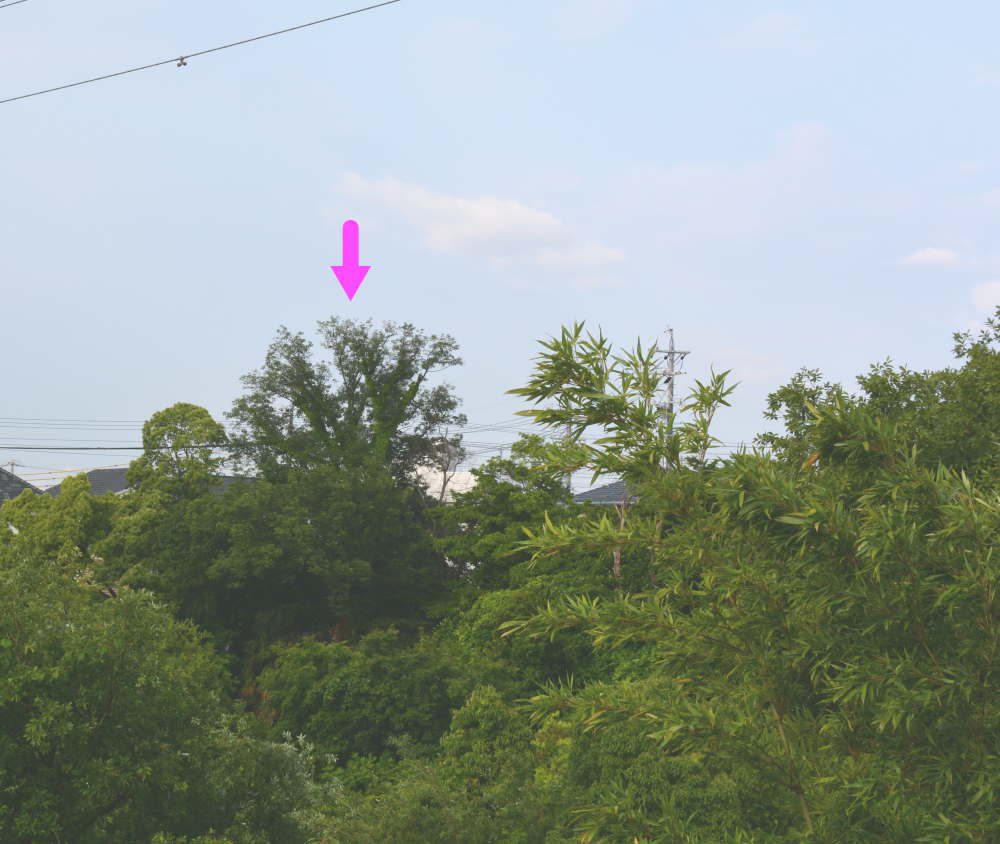 カラスの巣立ち