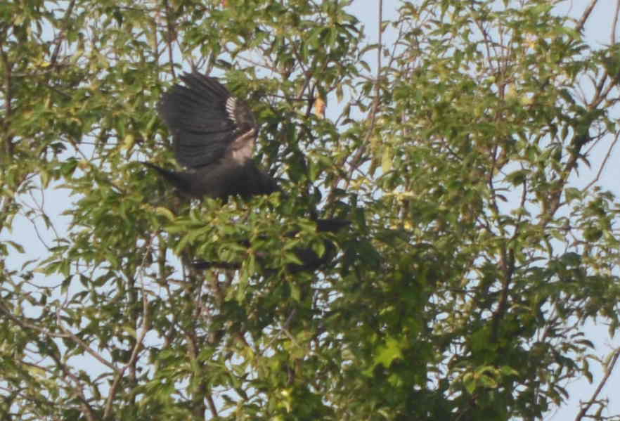 カラスの巣立ち