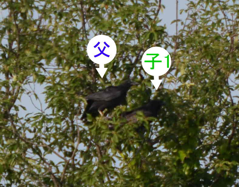 カラスの巣立ち