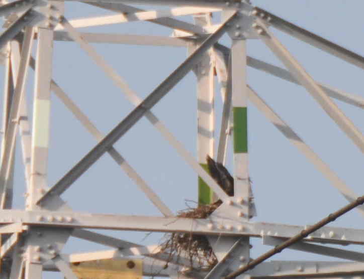 カラスの巣立ち