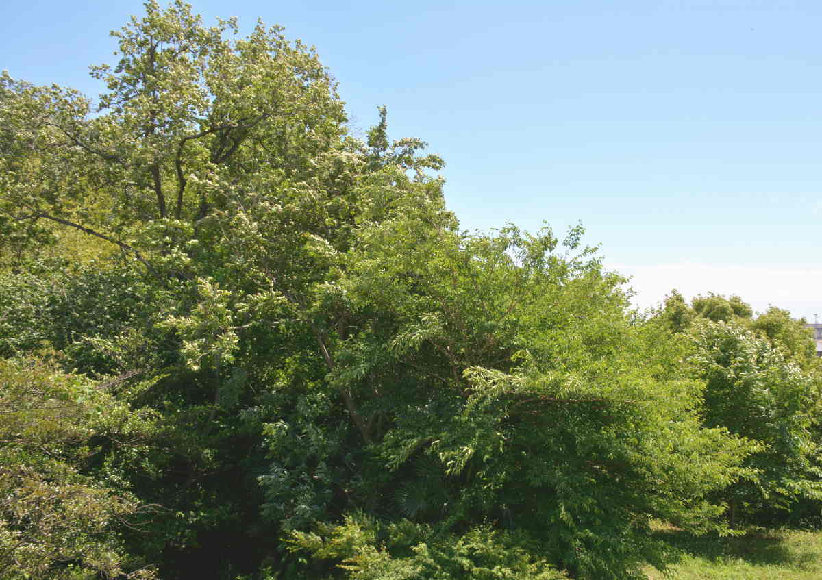 カラスの巣立ち