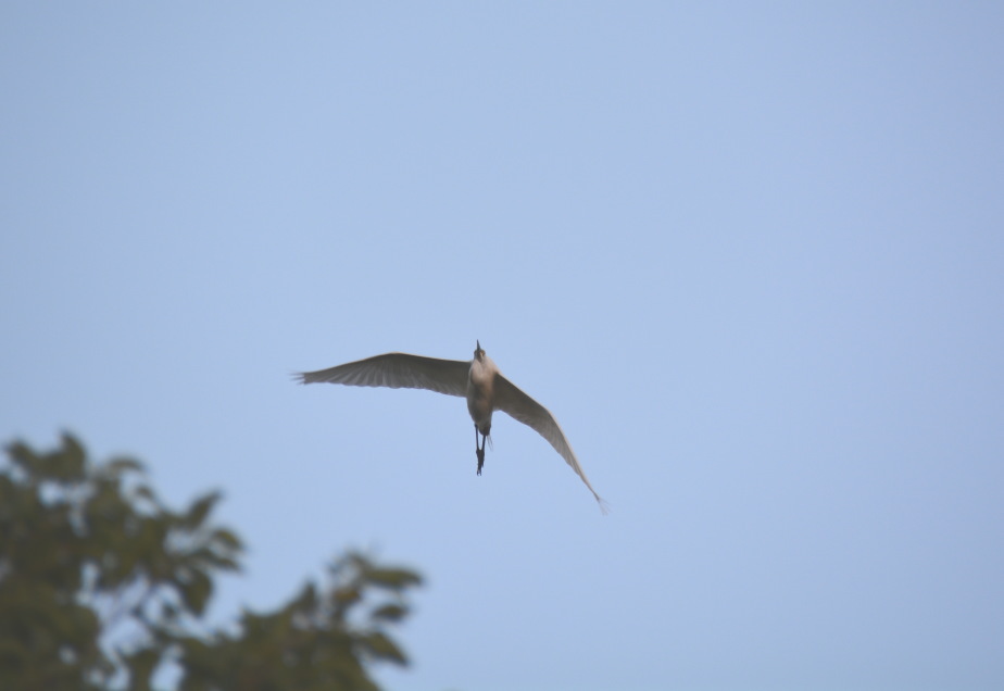 カラスの巣立ち