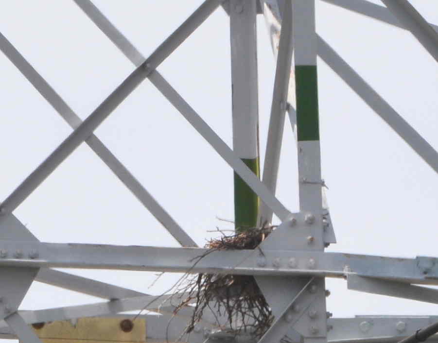 カラスの巣立ち