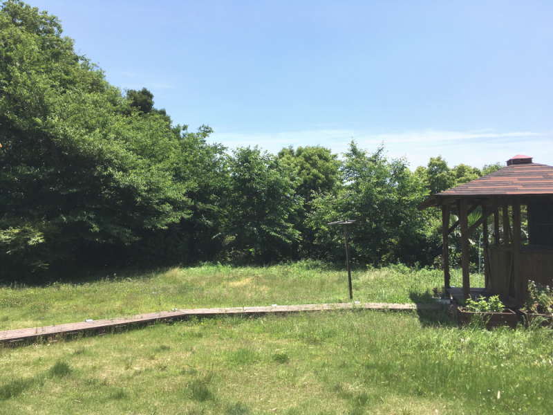 カラスの巣立ち