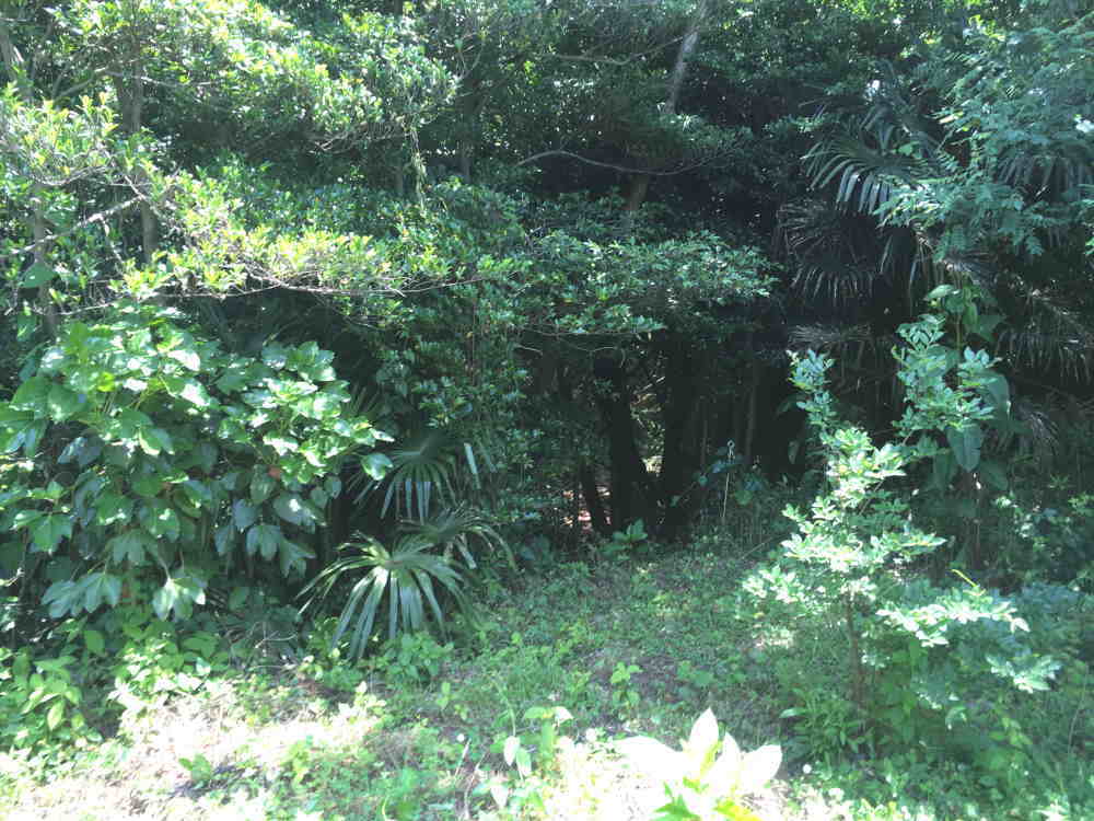 カラスの巣立ち