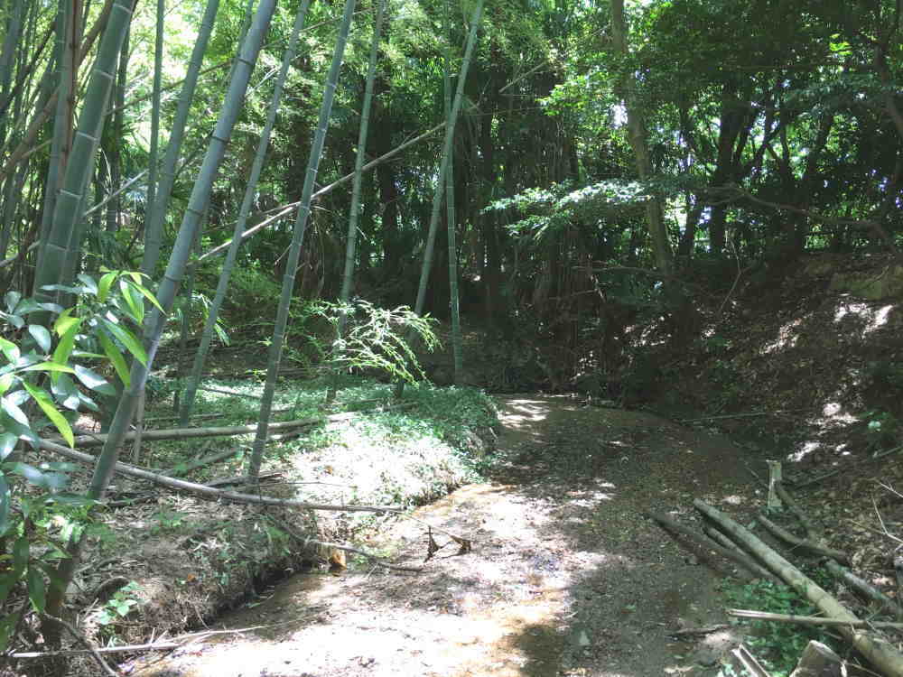 カラスの巣立ち