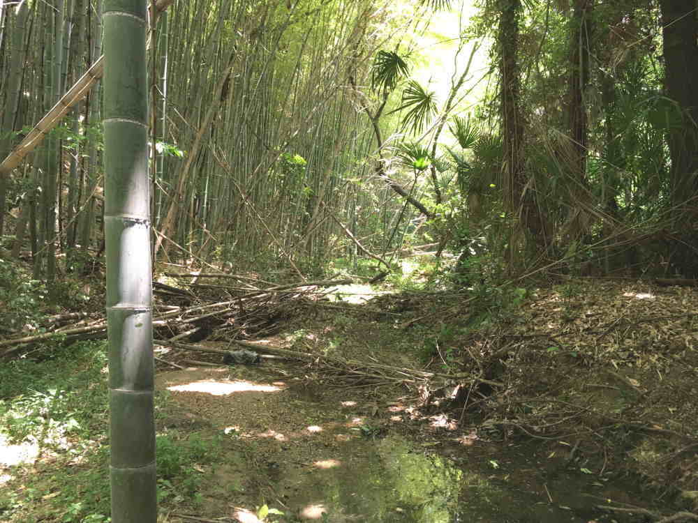 カラスの巣立ち