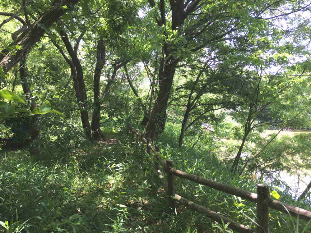 カラスの巣立ち