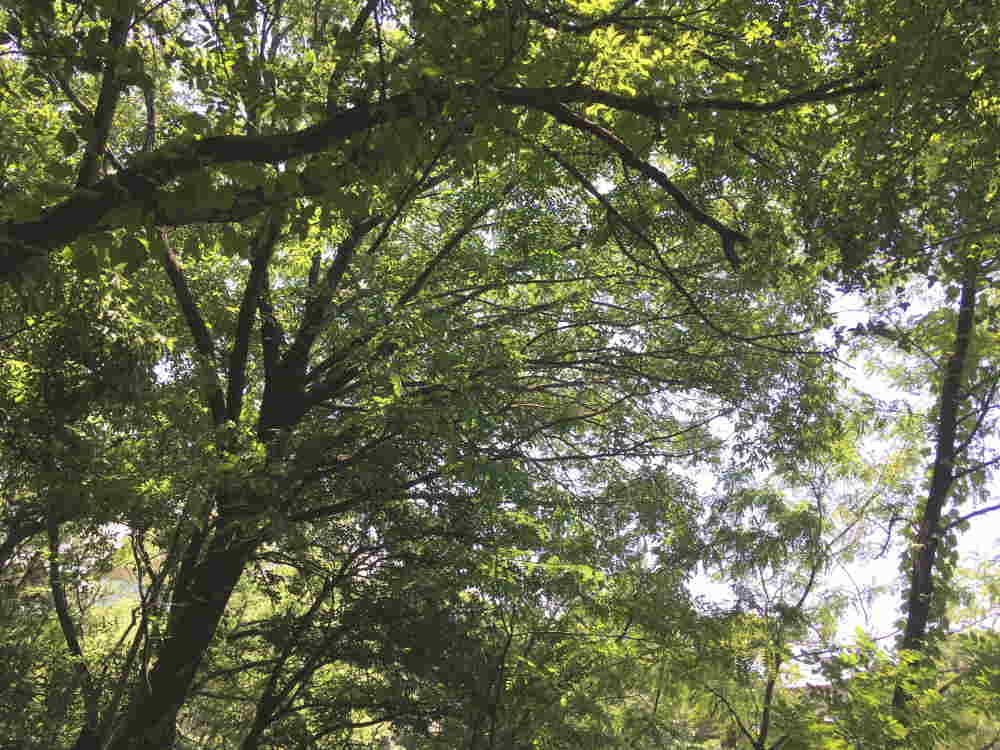 カラスの巣立ち