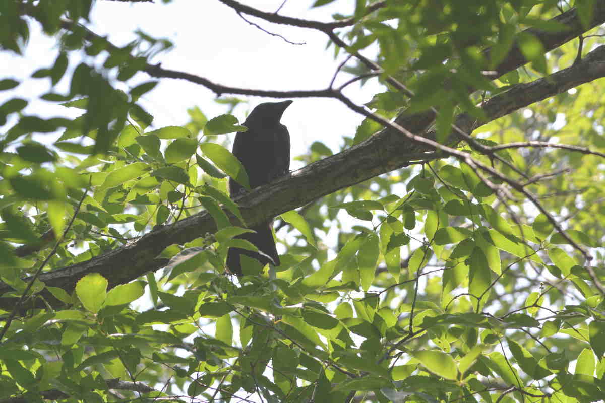カラスの巣立ち