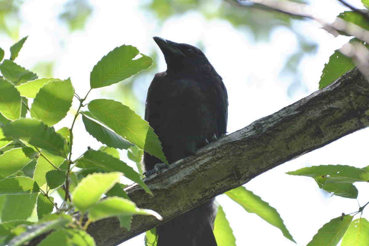 カラスの巣立ち