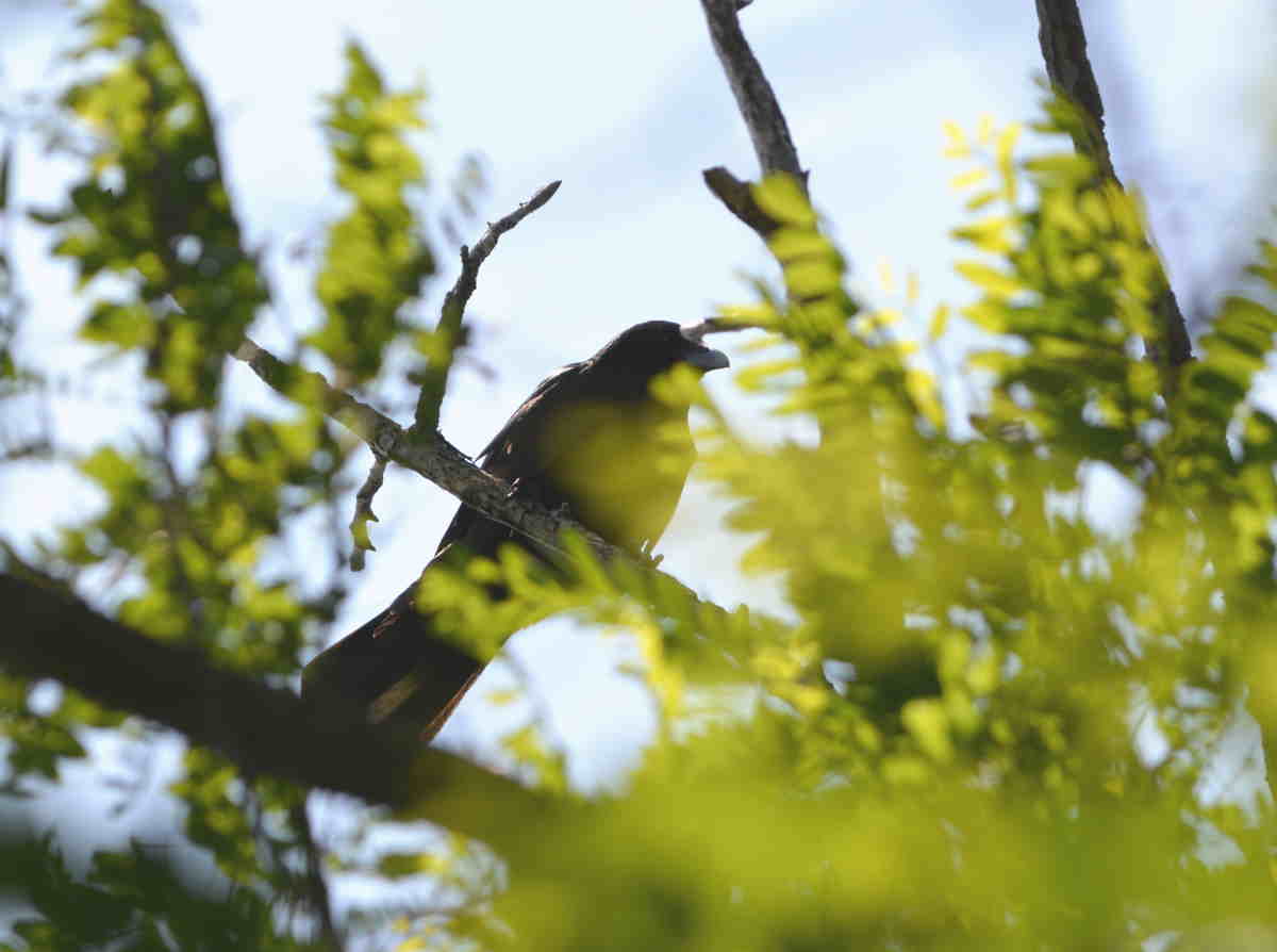 カラスの巣立ち