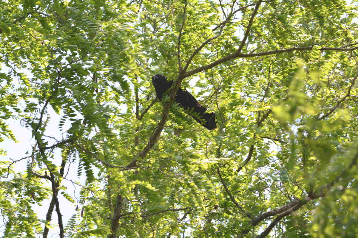 カラスの巣立ち