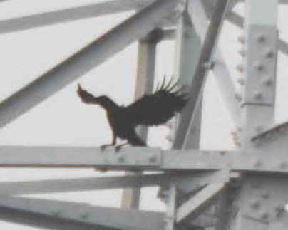 カラスの巣立ち