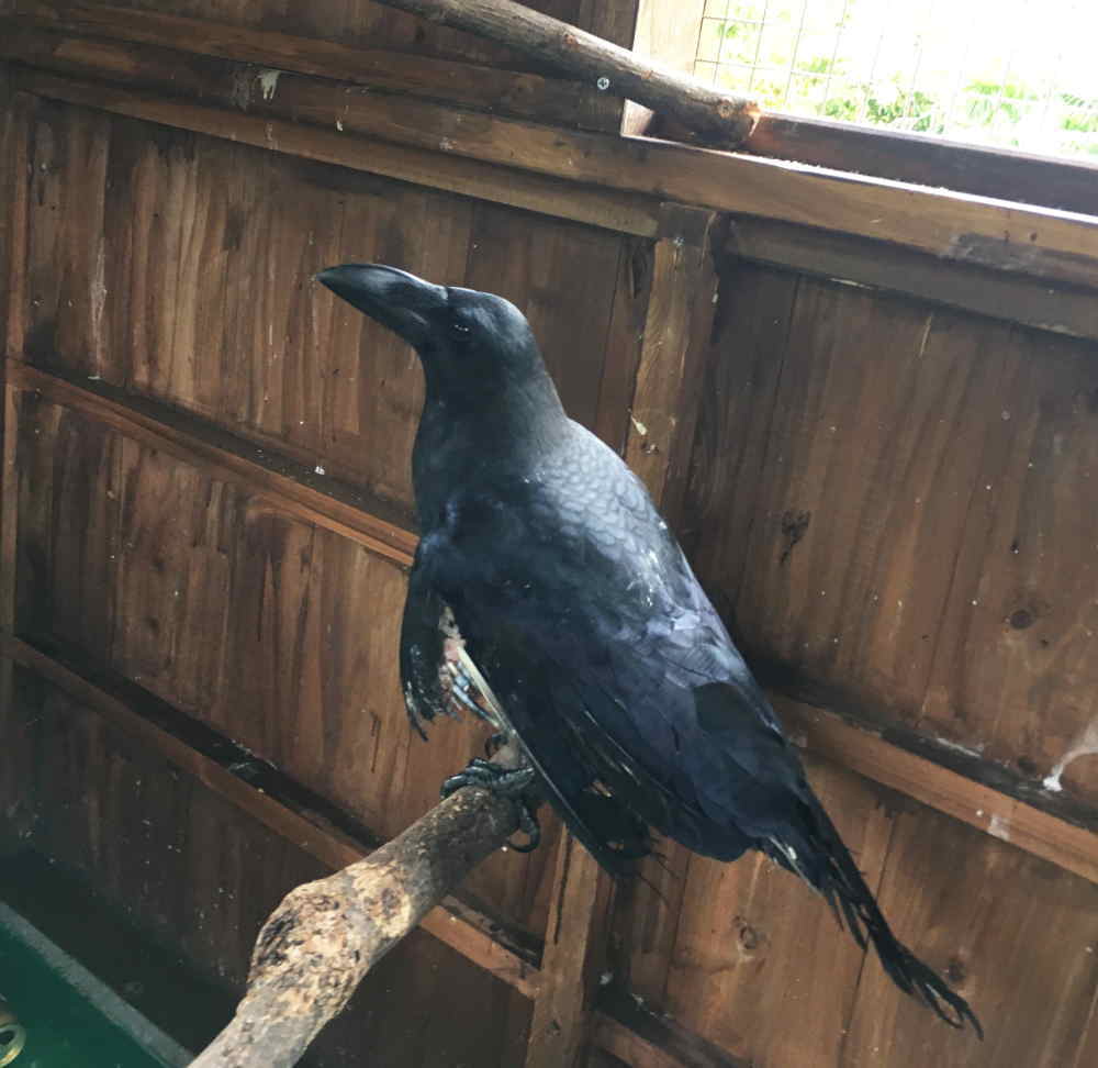 ハシブトガラス