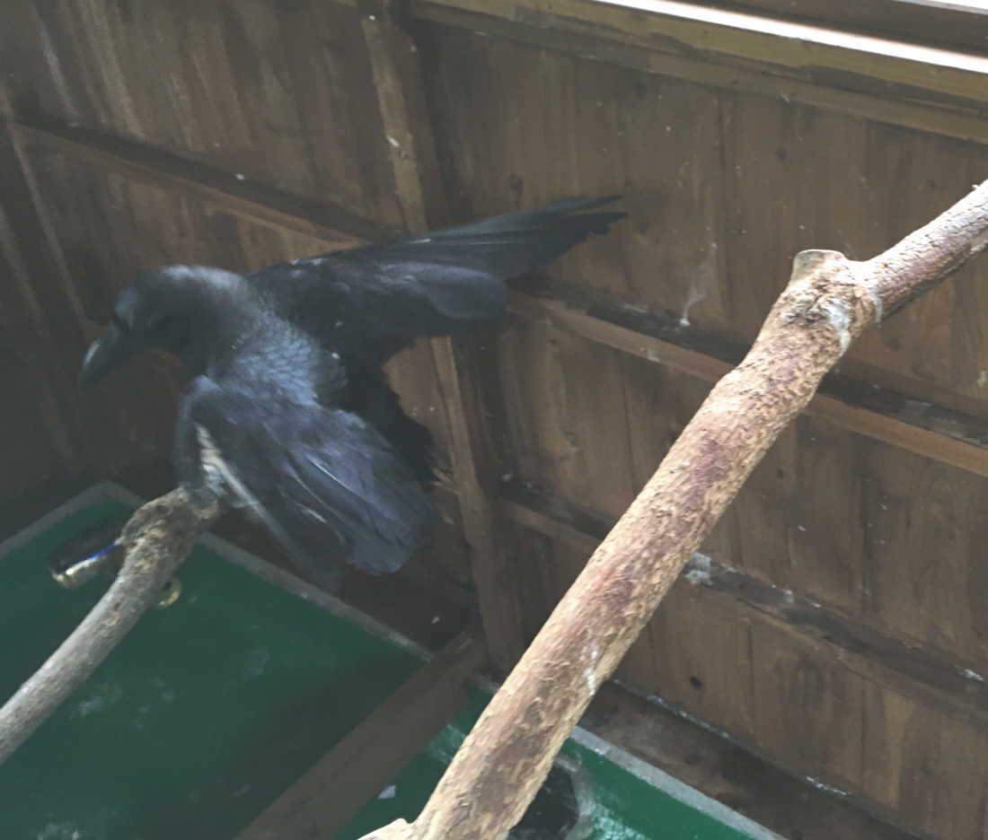 ハシブトガラス