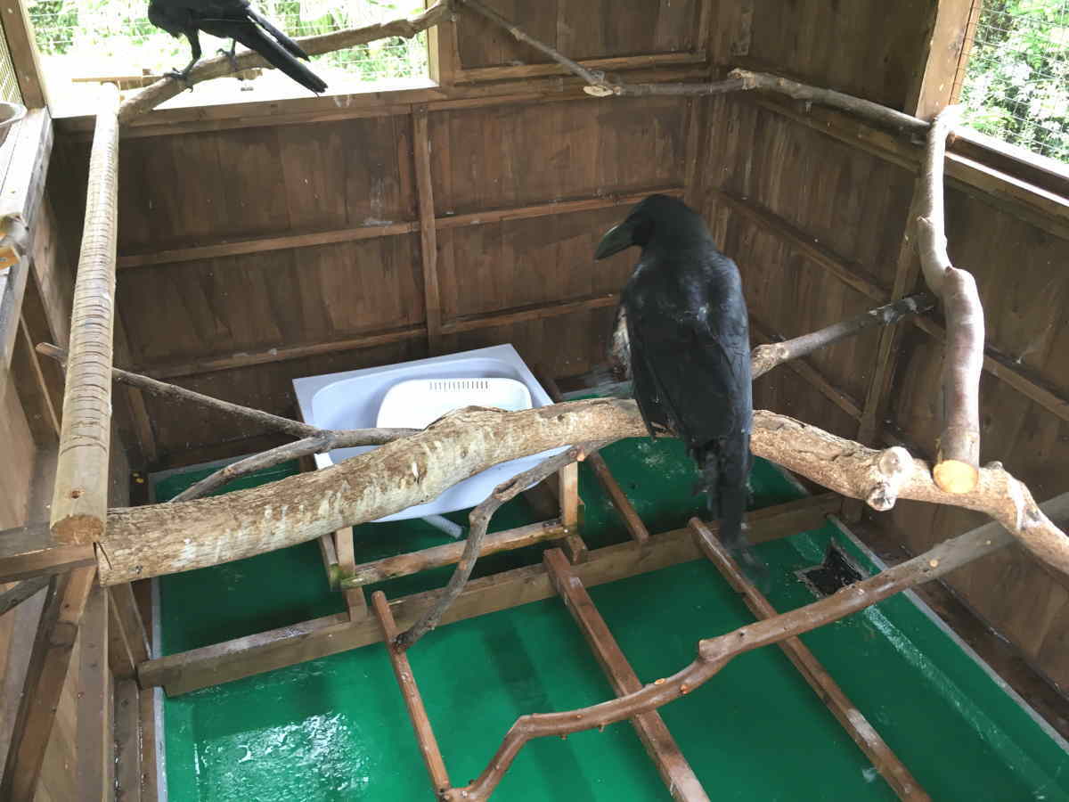 ハシブトガラス