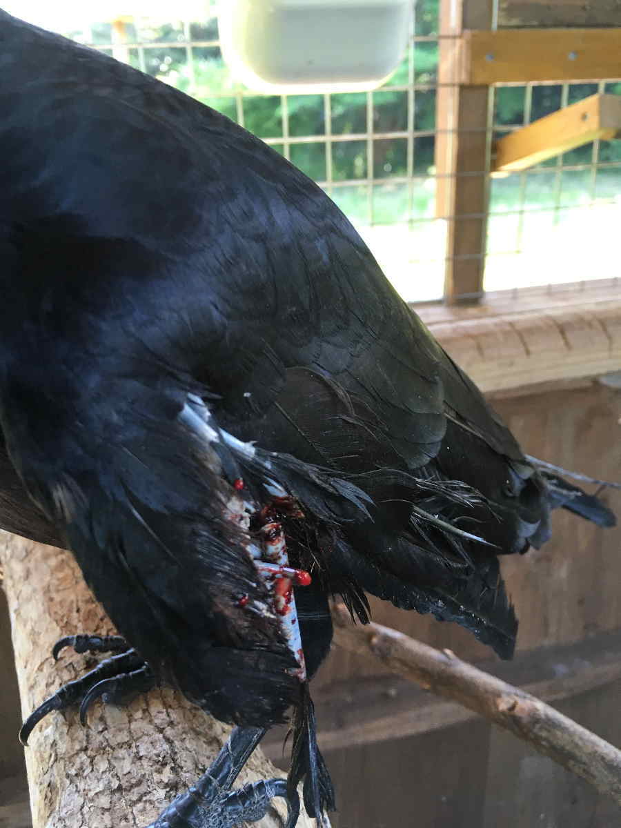 ハシブトガラス