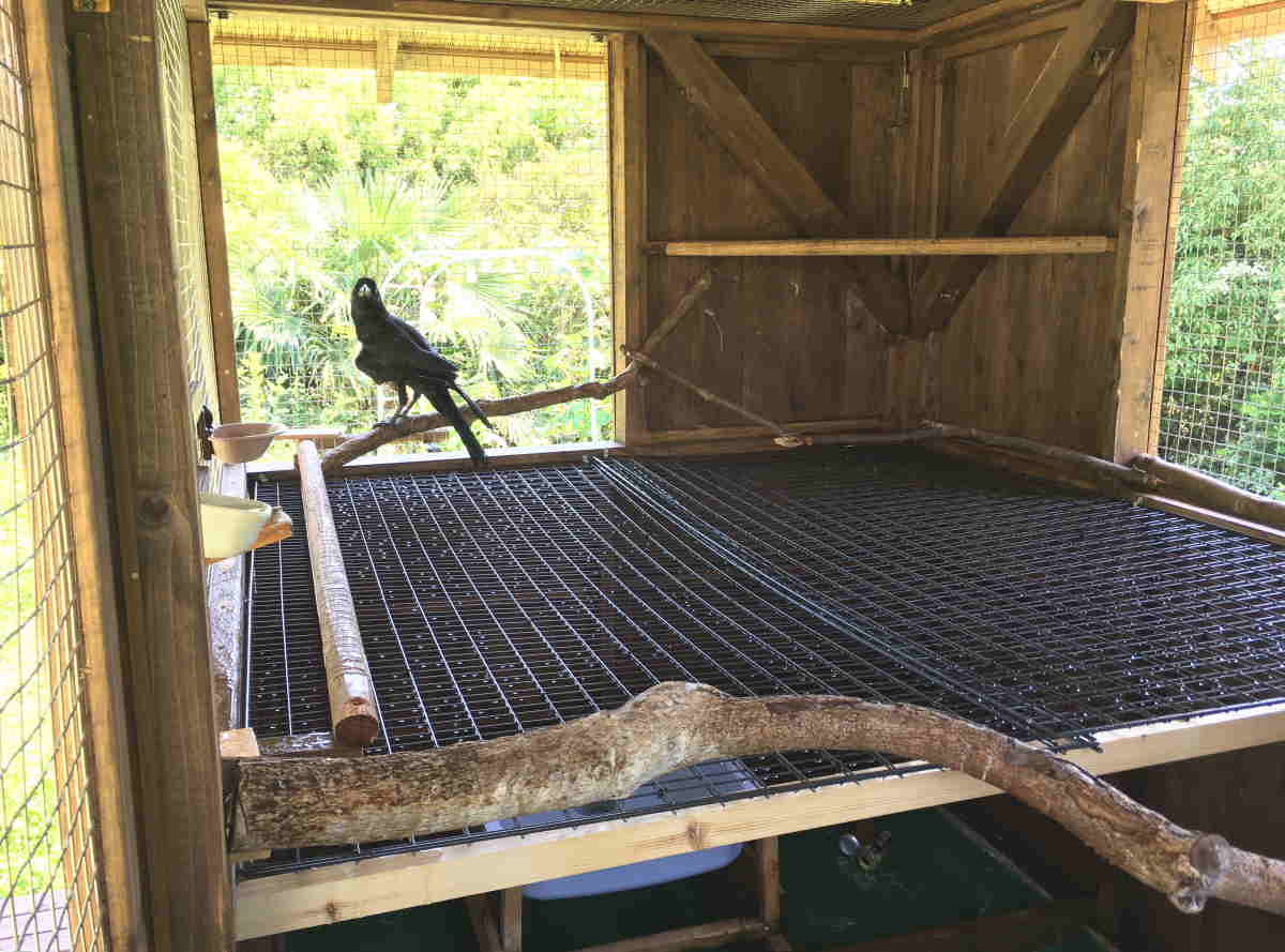 ハシブトガラス