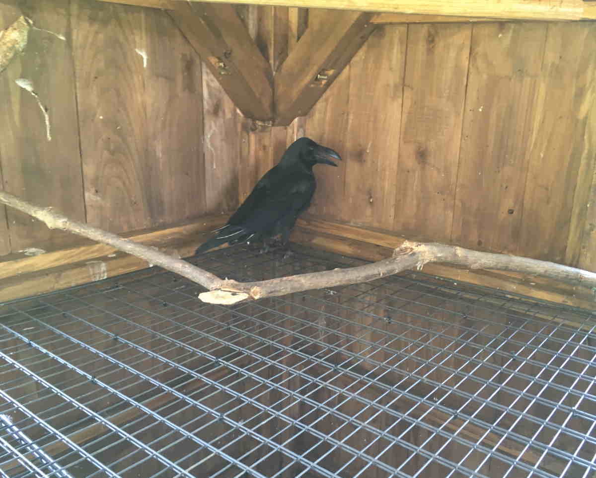 ハシブトガラス