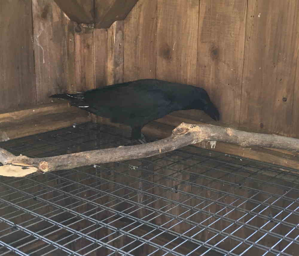 ハシブトガラス