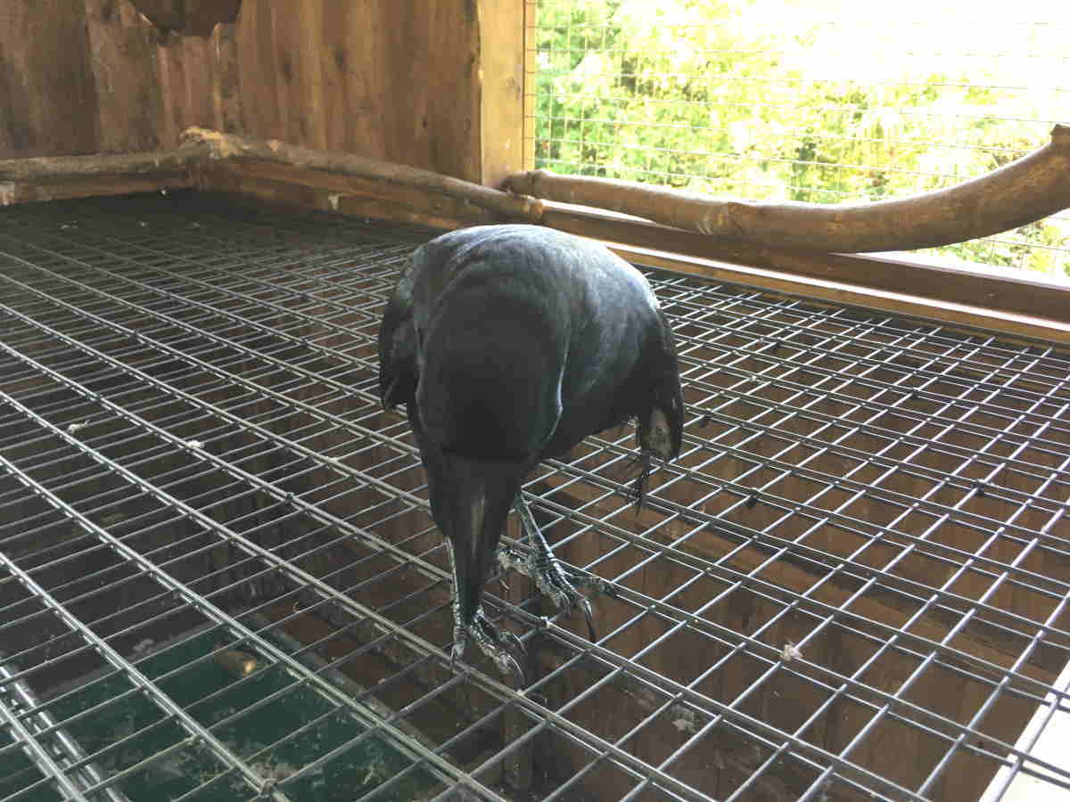 ハシブトガラス