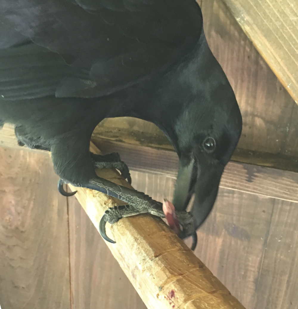 ハシブトガラス