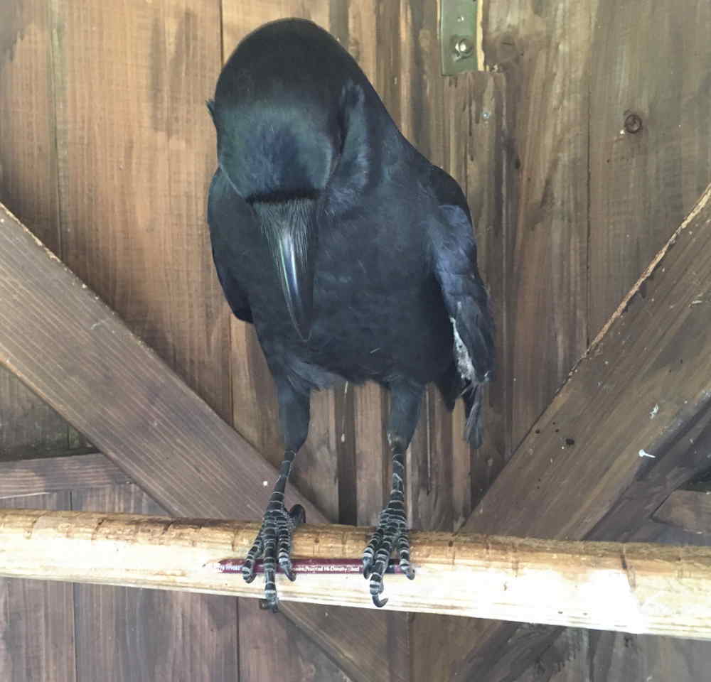 ハシブトガラス