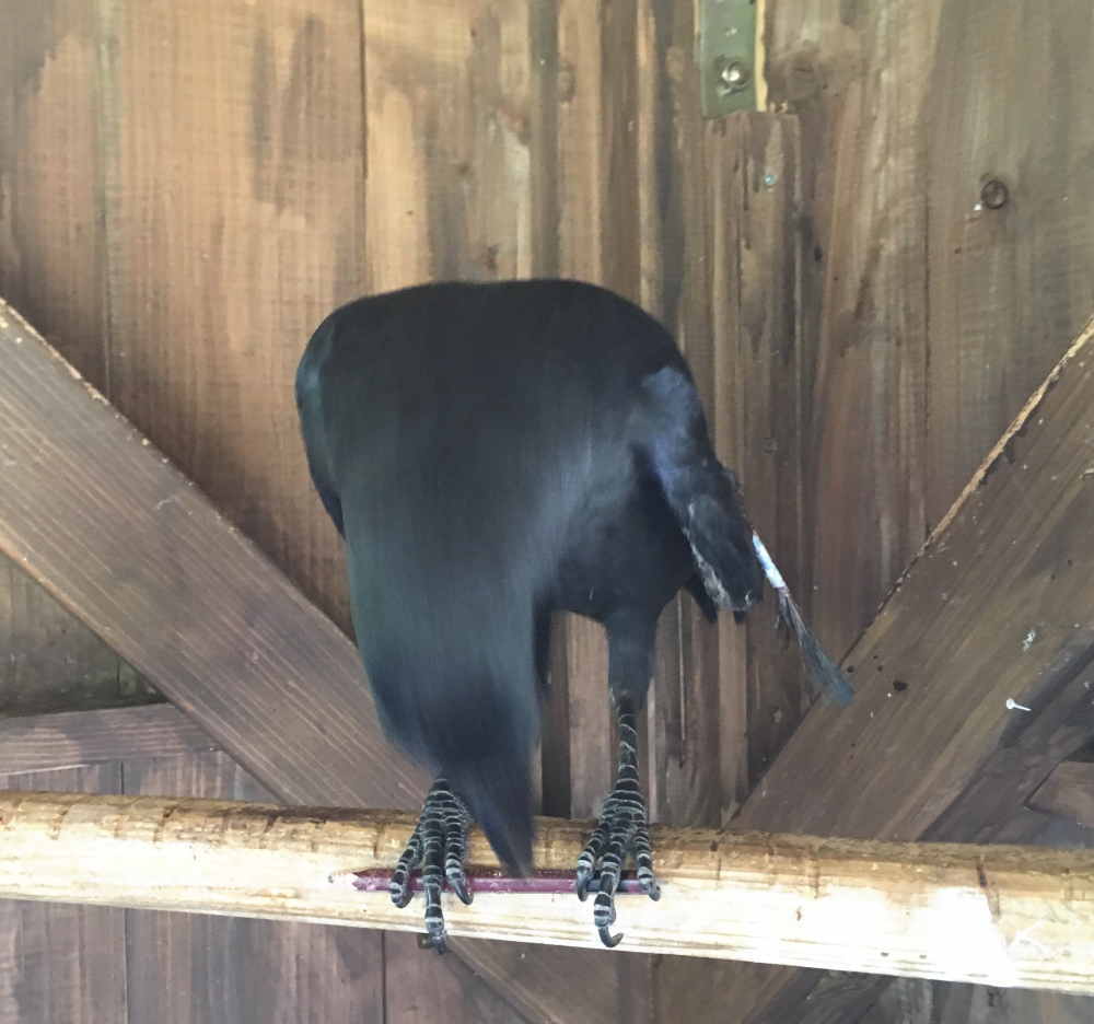 ハシブトガラス