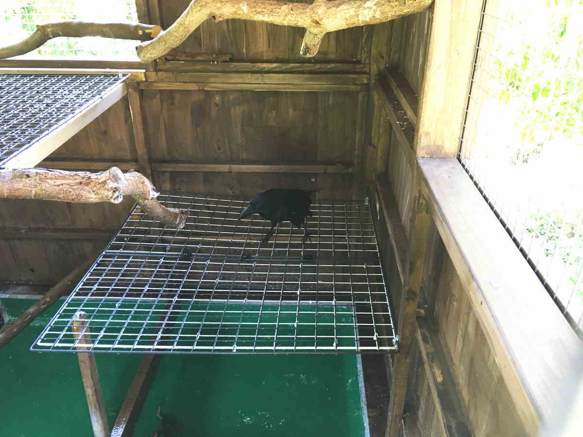 ハシブトガラス