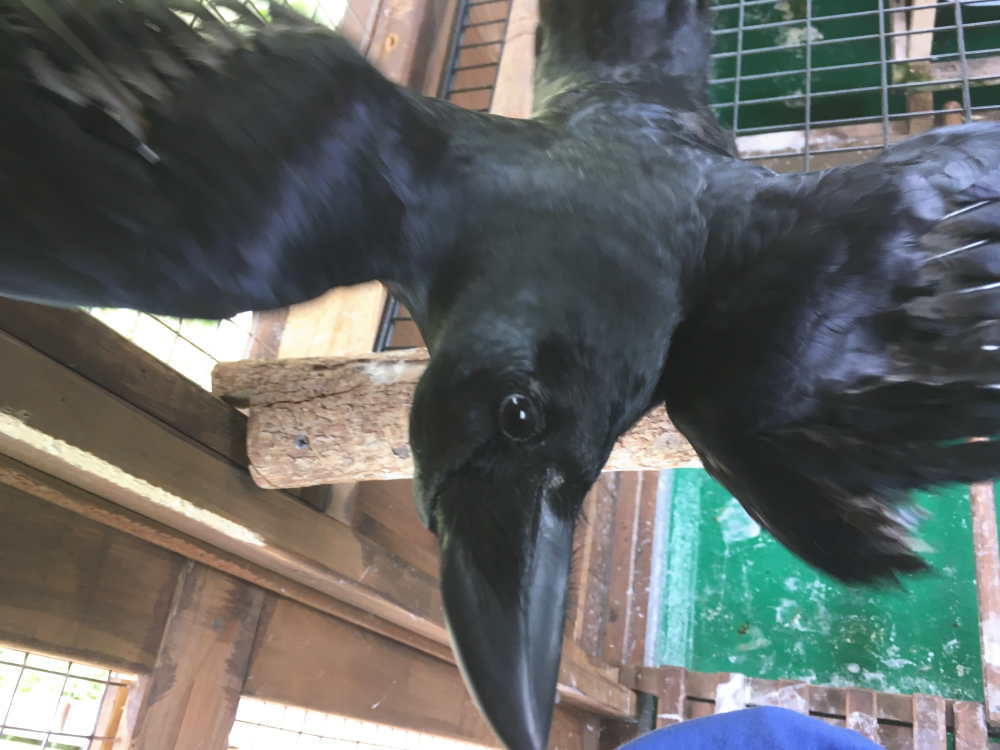 ハシブトガラス