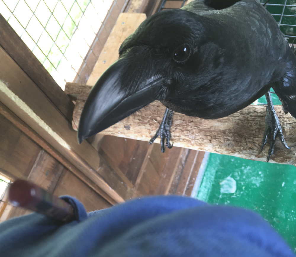 ハシブトガラス