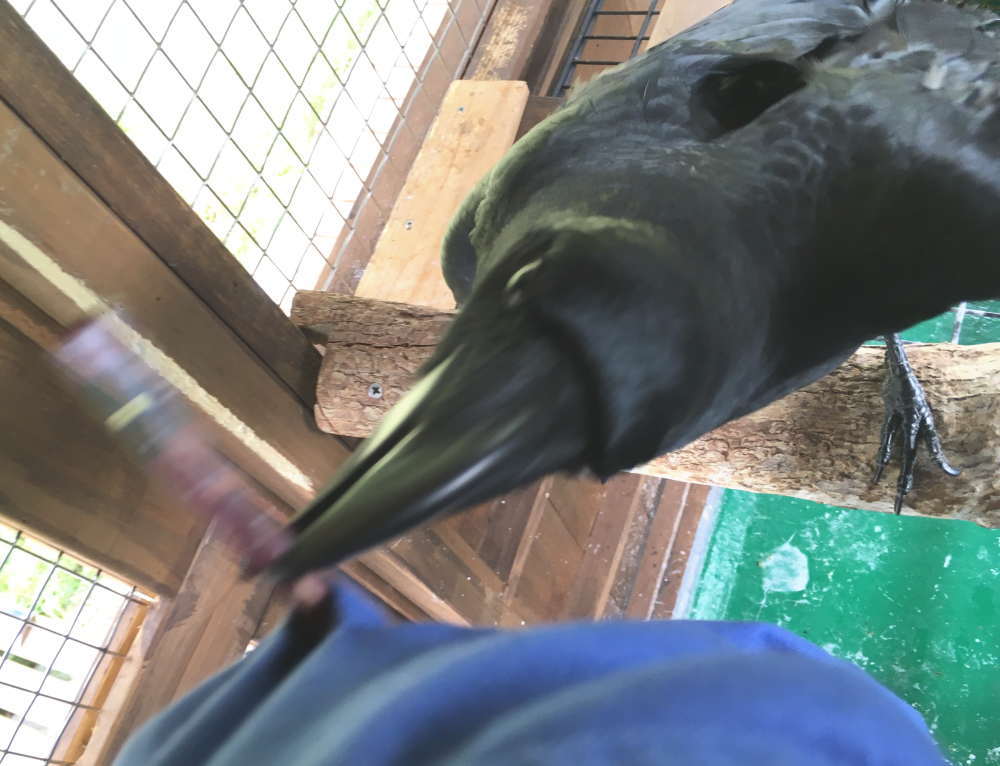 ハシブトガラス