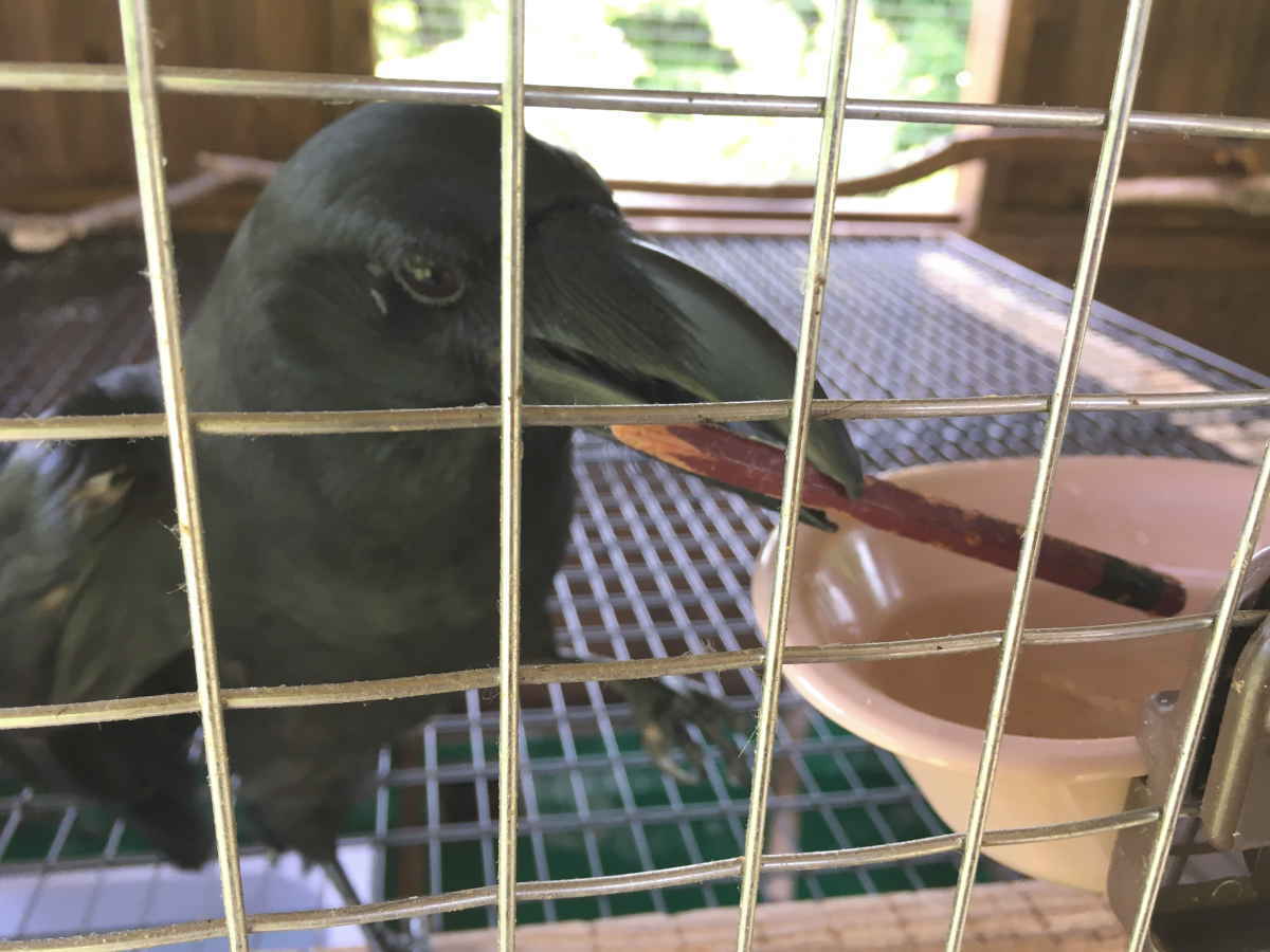 ハシブトガラス