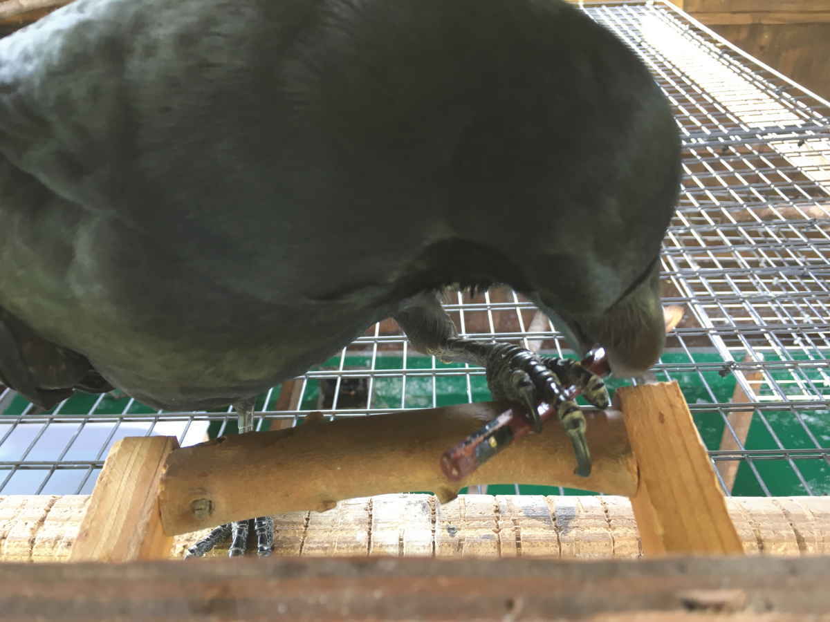 ハシブトガラス