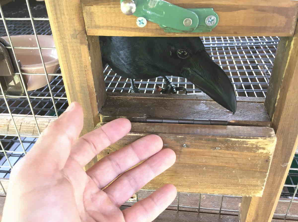 ハシブトガラス