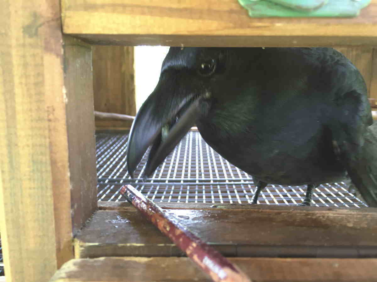 ハシブトガラス