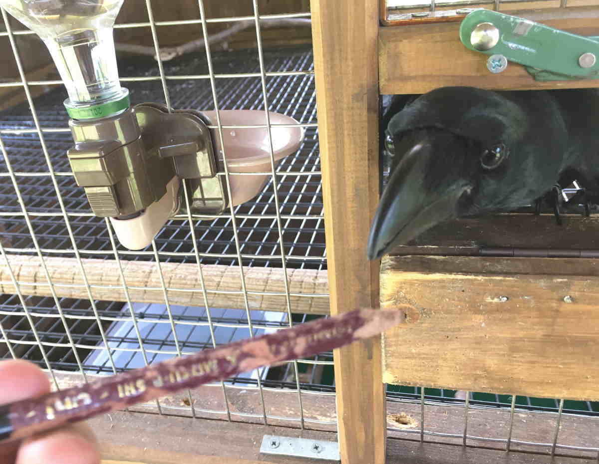 ハシブトガラス