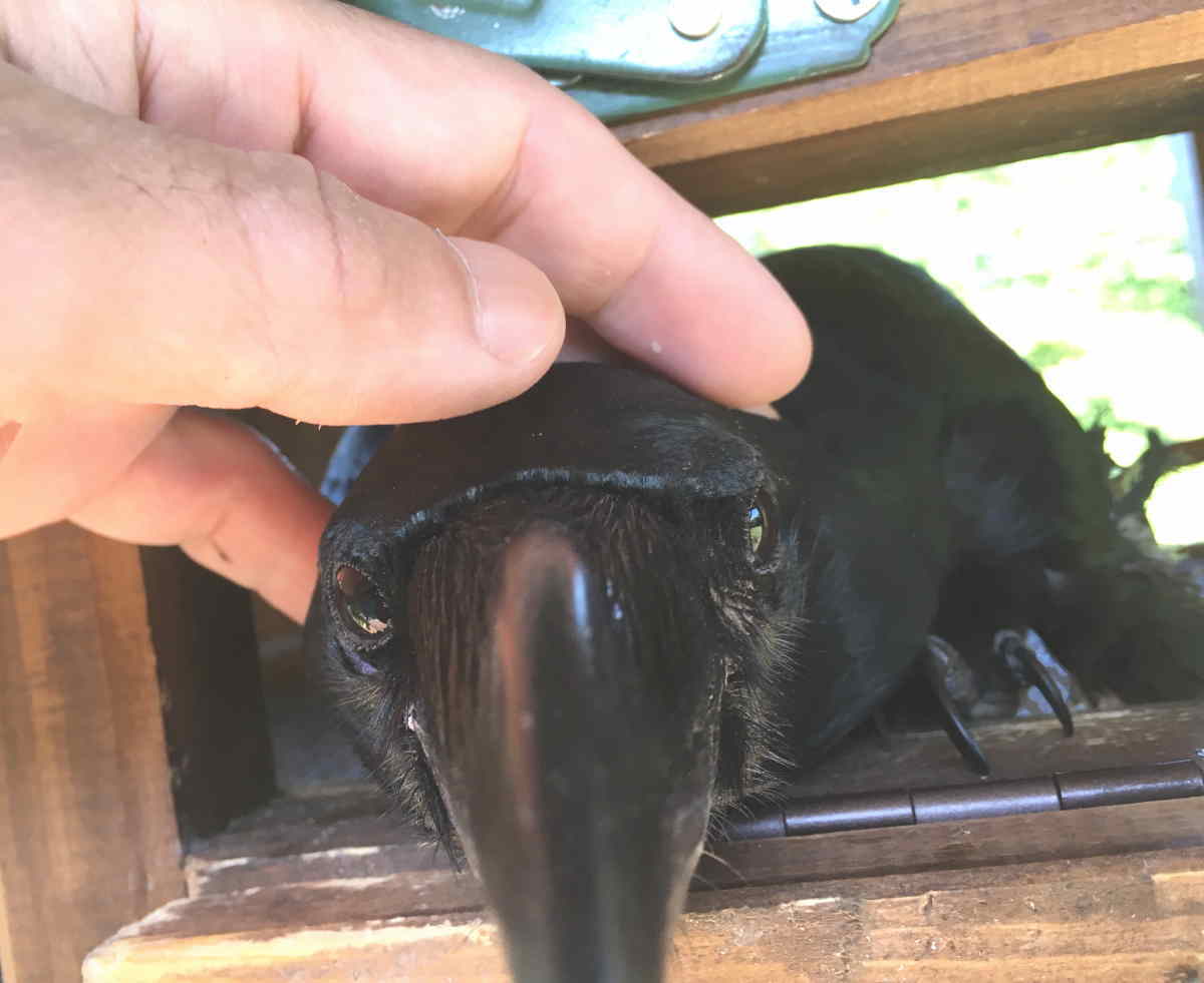 ハシブトガラス