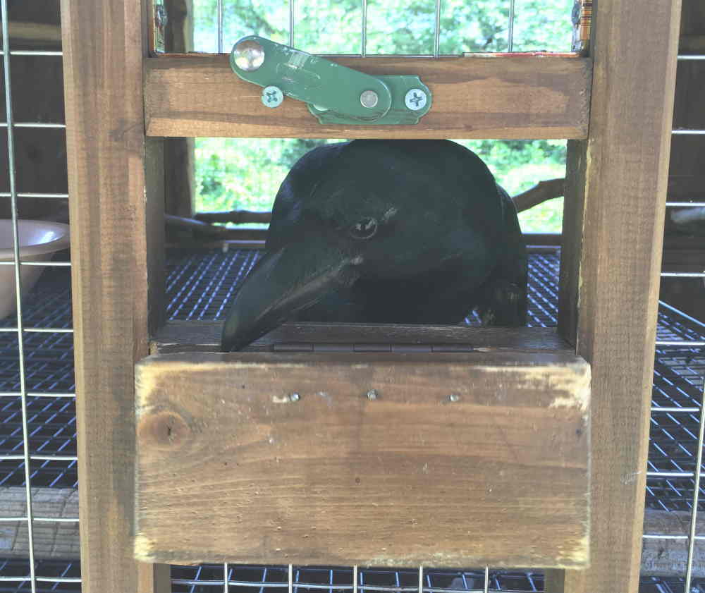 ハシブトガラス