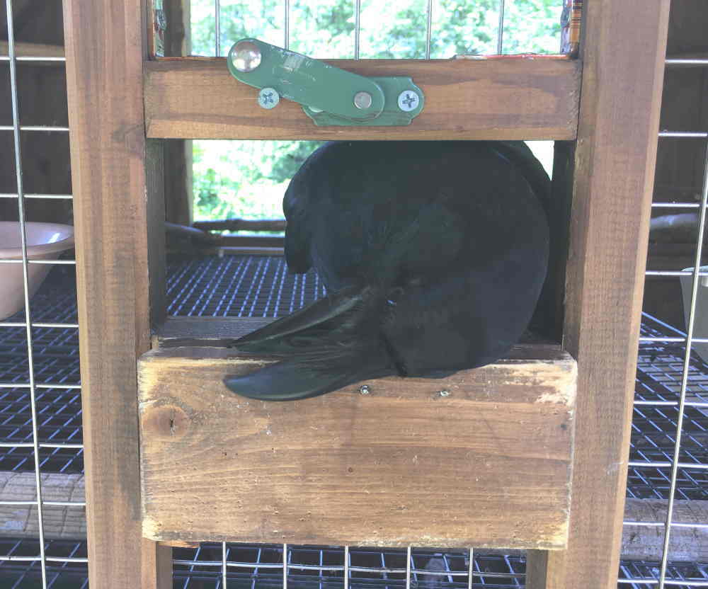 ハシブトガラス