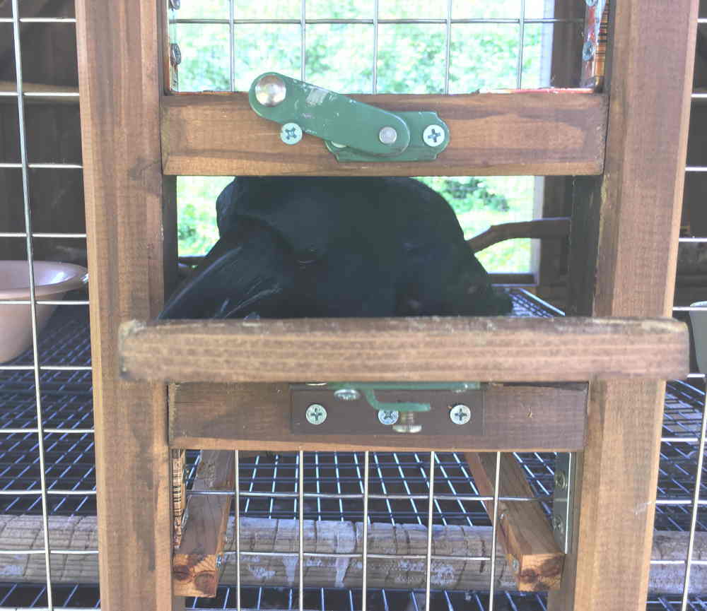 ハシブトガラス