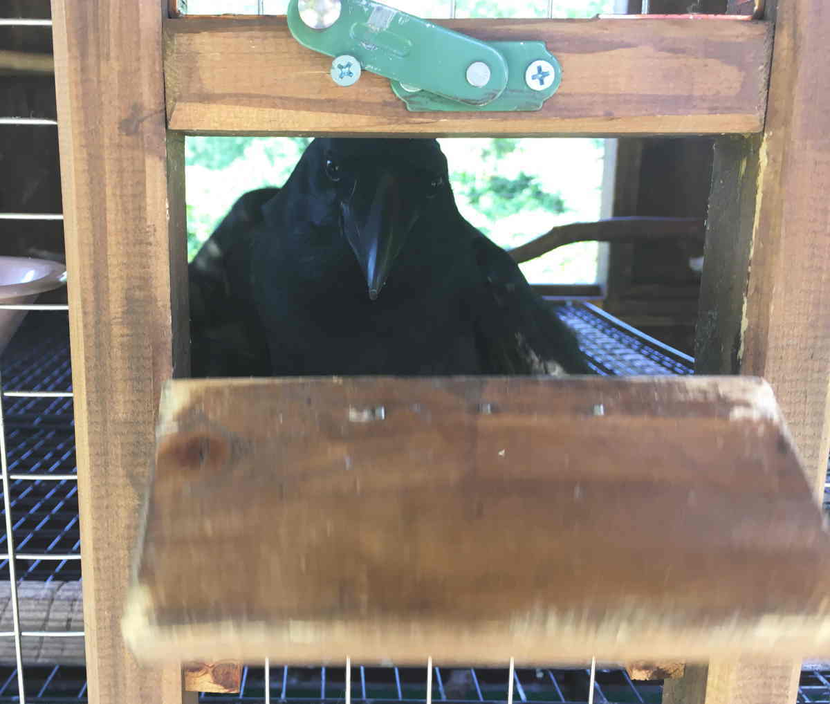 ハシブトガラス