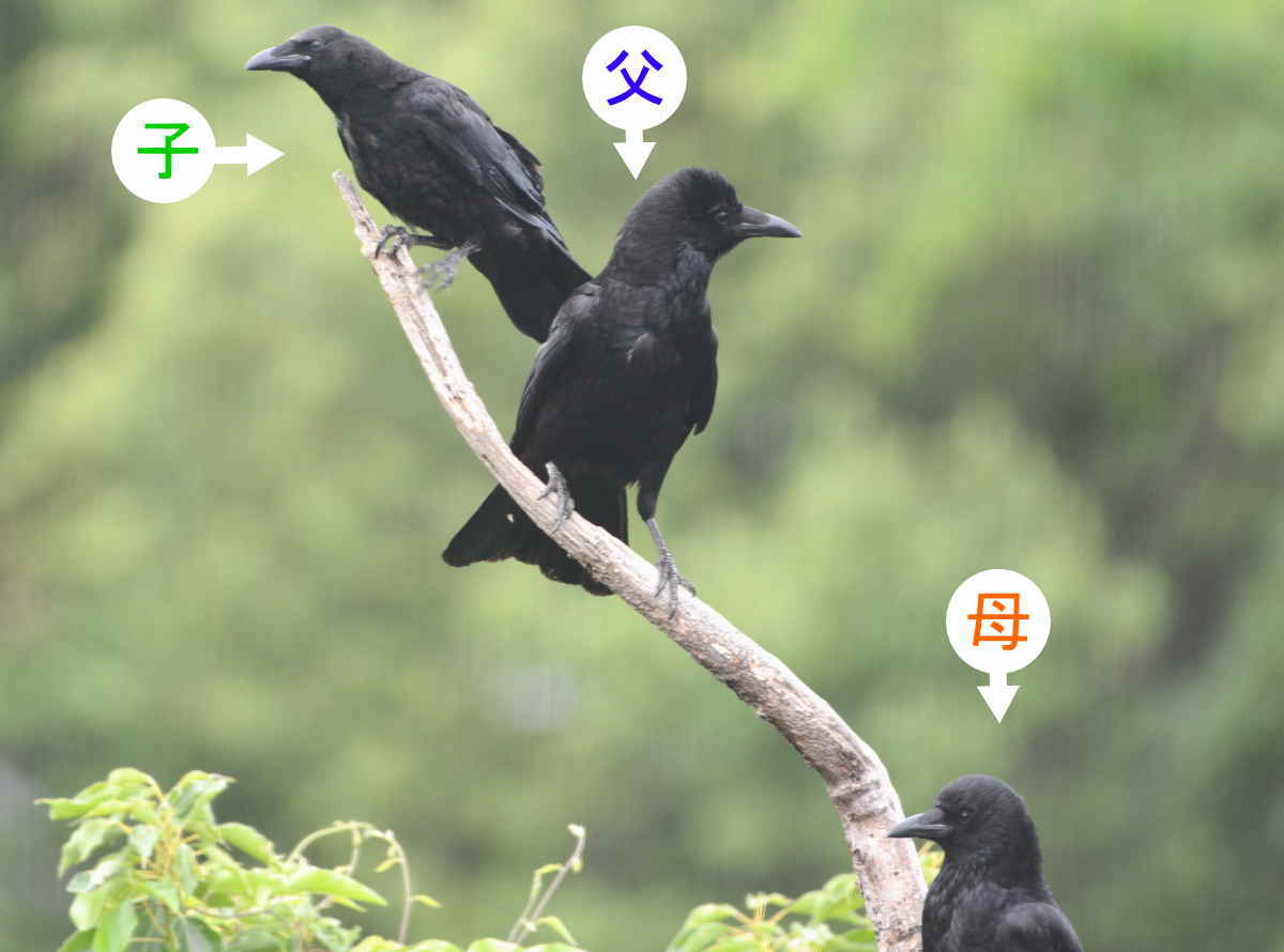 カラスの家族