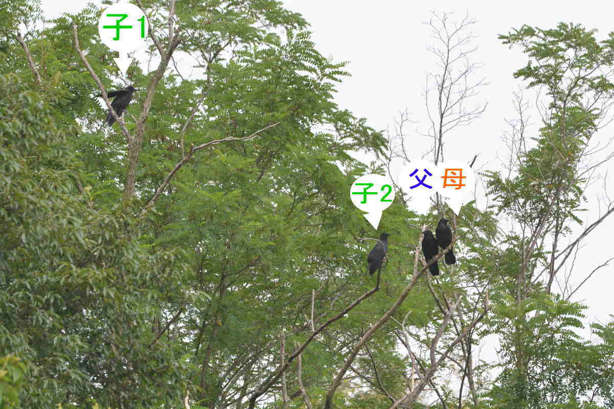 カラスの家族
