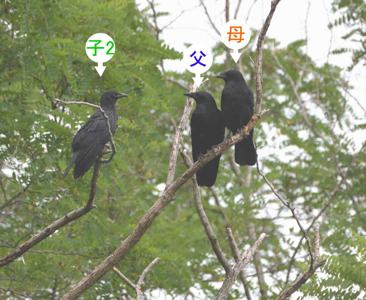 カラスの家族