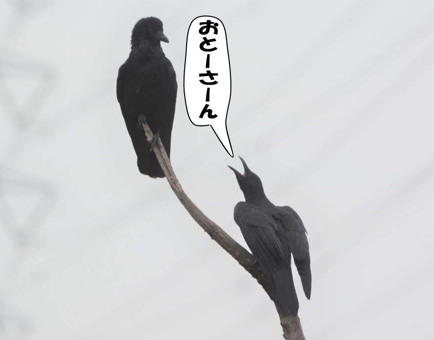 カラスの兄弟
