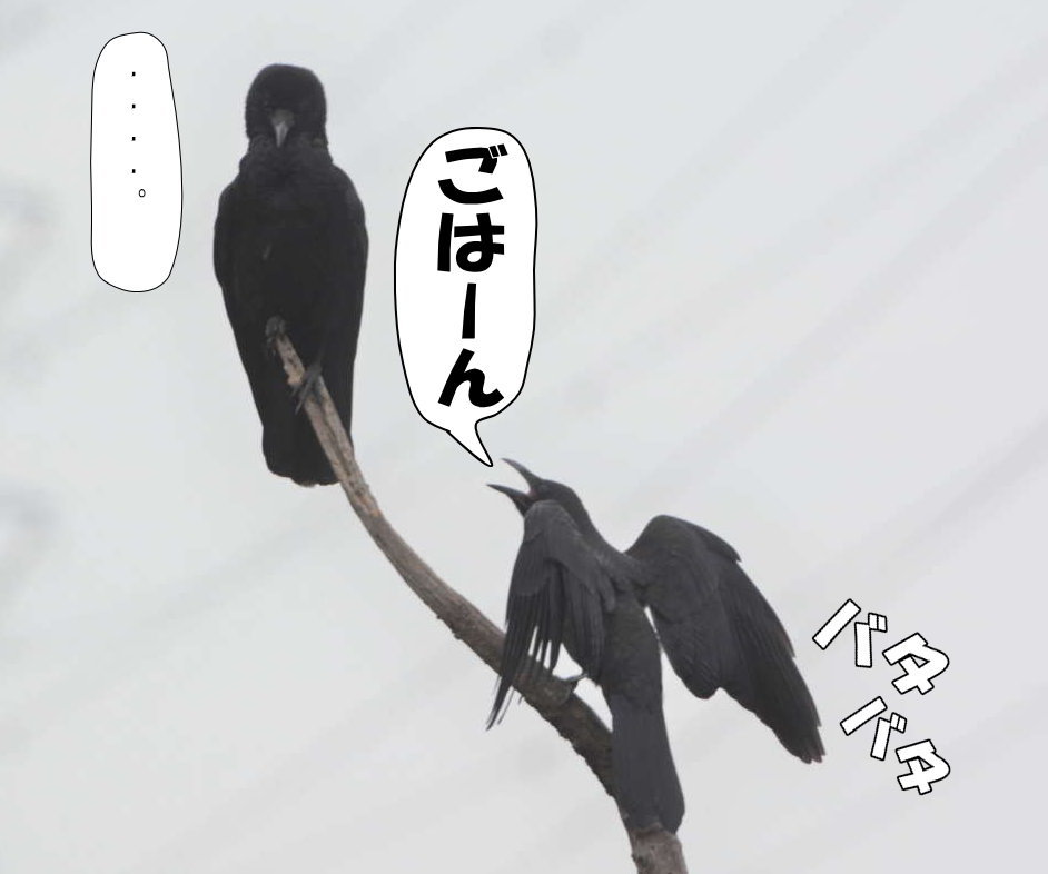 カラスの兄弟