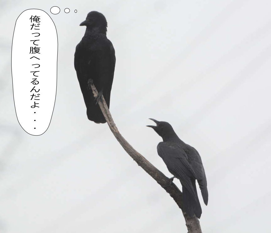 カラスの兄弟