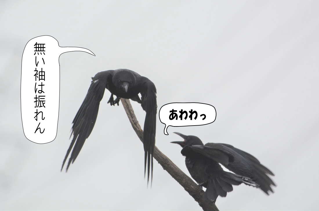 カラスの兄弟